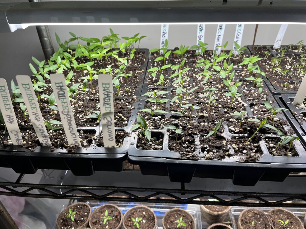 Trays of seedlings under a grow light that were started from seed
