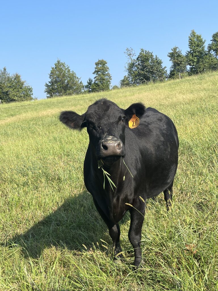 Animal Husbandry - Black beef cow in a field of grass eating