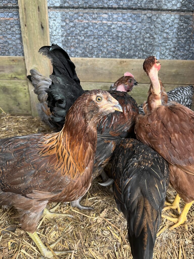Animal Husbandry - Flock of red and black laying hen pullets in chicken coop