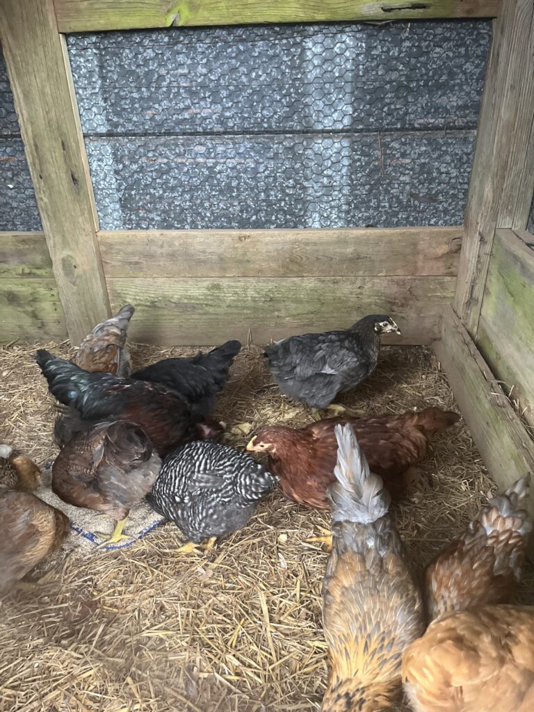 14 week old pullets in the chicken coop